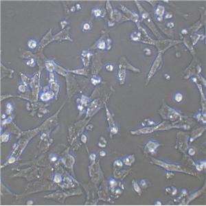 3T6-Swiss albino fibroblast cells小鼠胚胎成纤维细胞系