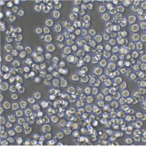 Raji Lymphoblastoid cells人Burkitt’s淋巴瘤细胞系