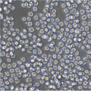 MOLT-4 Lymphoblastoid cells人急性淋巴母细胞性白血病细胞系