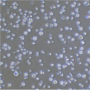Kasumi-6 Lymphoblastoid cells急性髓系细胞白血病细胞系