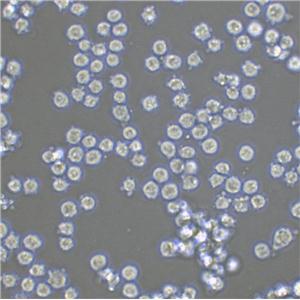 Loucy Lymphoblastoid cells人淋巴细胞白血病细胞系