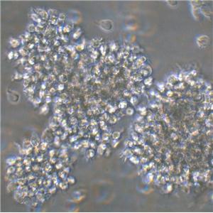 Mono-Mac-6 Lymphoblastoid cells人急性单核细胞白血病细胞系
