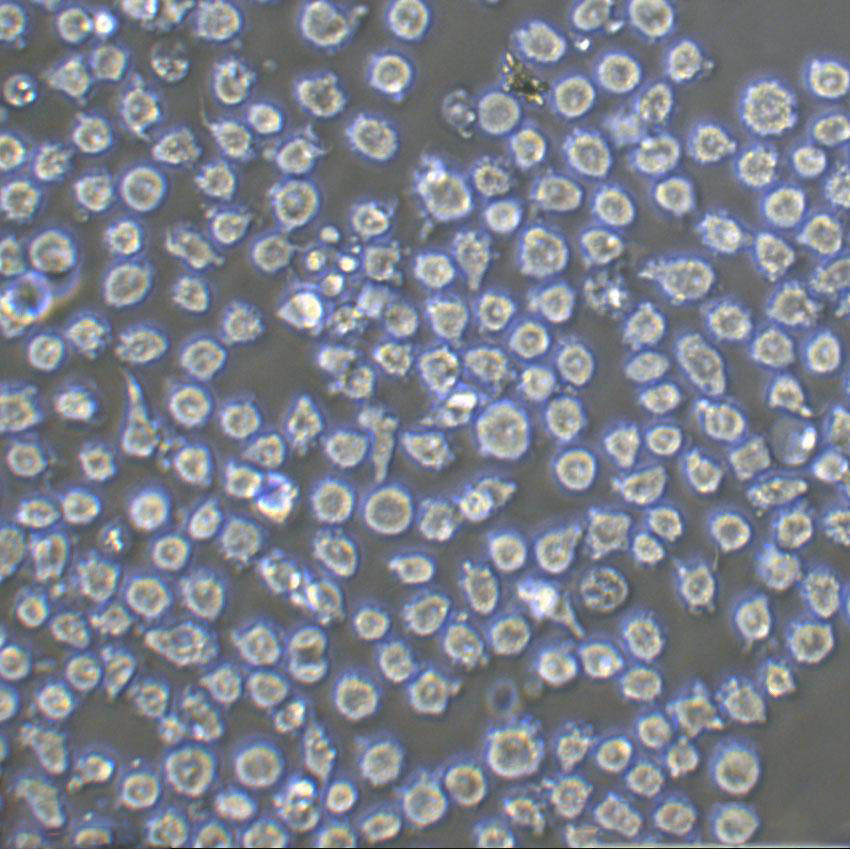 SC Lymphoblastoid cells人急性单核细胞白血病细胞系,SC Lymphoblastoid cells