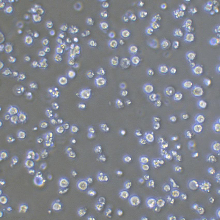 JOSK-M Lymphoblastoid cells人急性单核细胞白血病细胞系,JOSK-M Lymphoblastoid cells