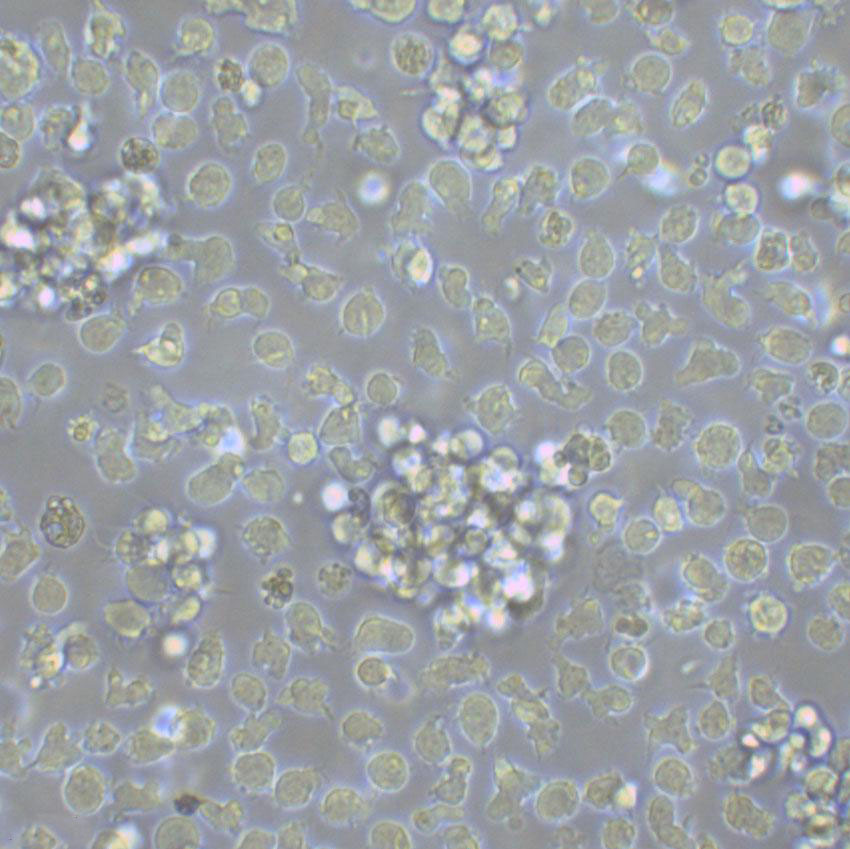 HPB-ALL Lymphoblastoid cells人T淋巴细胞系,HPB-ALL Lymphoblastoid cells