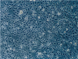 CHO-K1 Adherent中国仓鼠卵巢细胞系