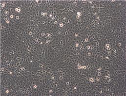 LS174T Adherent人结直肠腺癌细胞系