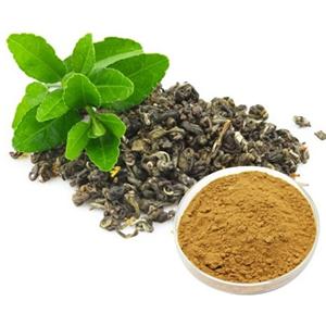 绿茶提取物,Green Tea Extract