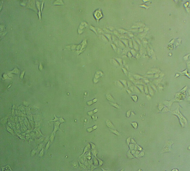 C8-D1A Adherent鼠小脑细胞系,C8-D1A Adherent