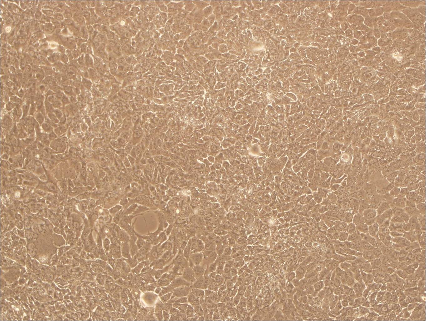 CT26 epithelioid cells小鼠结肠癌细胞系,CT26 epithelioid cells