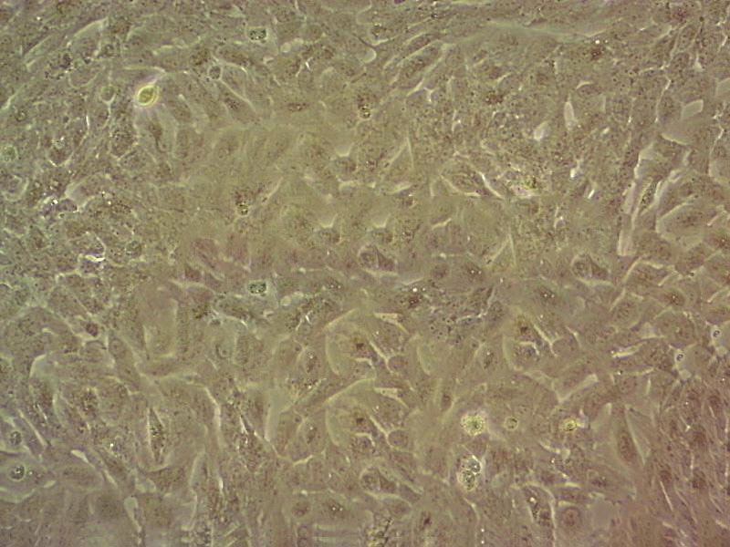 CHL/IU epithelioid cells中国仓鼠肺细胞系,CHL/IU epithelioid cells