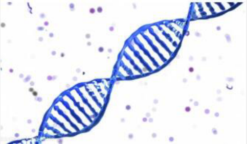 单倍体生殖细胞特异性核蛋白激酶Haspin抑制剂（CHR-6494）,CHR-6494