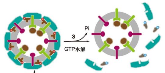 WNT抑制劑(Pyrvinium pamoate),Pyrvinium pamoate