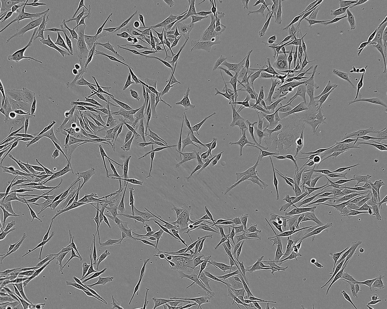 NTERA-2 Adherent人恶性多发性畸胎瘤细胞系,NTERA-2 Adherent