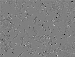 MCA-205 Adherent小鼠纤维肉瘤细胞系