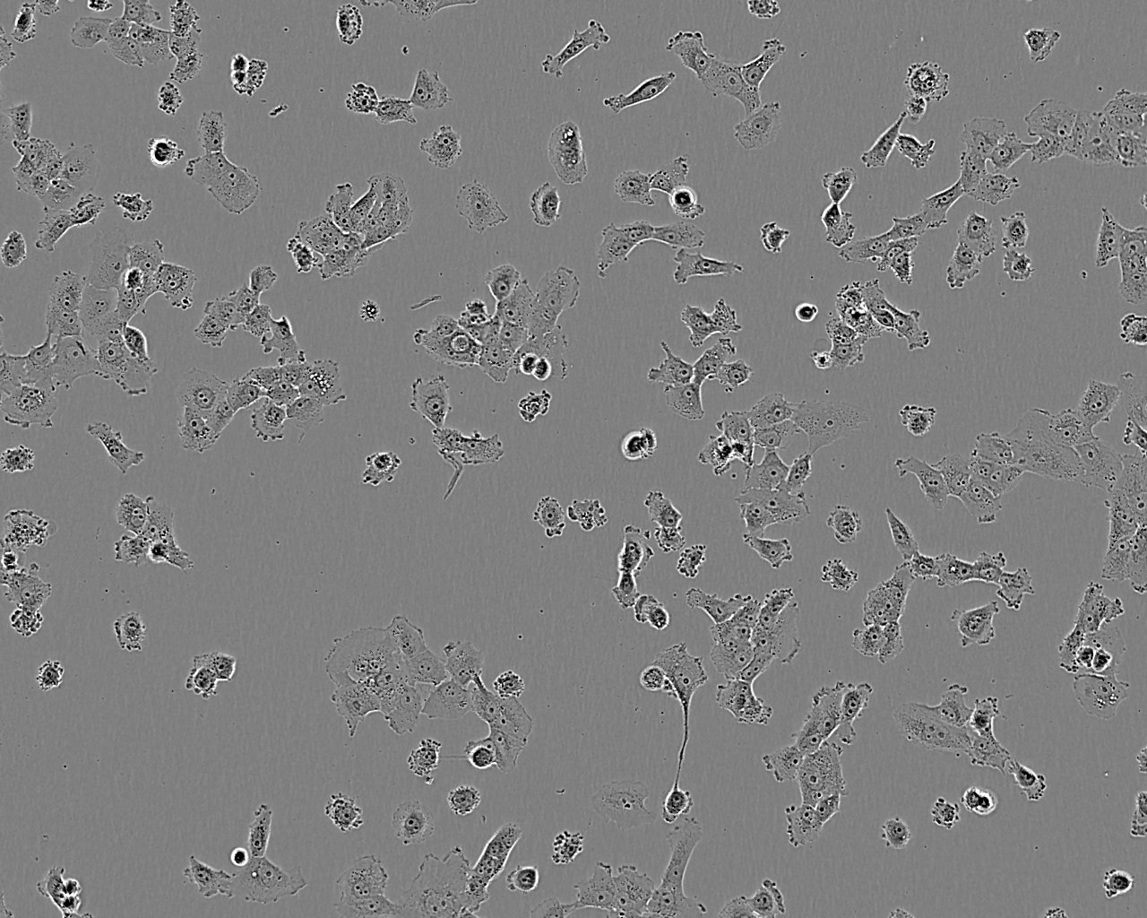 TMK-1 Adherent人胃癌細胞系,TMK-1 Adherent