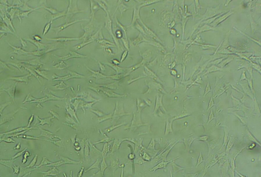 RFL-6 Adherent大鼠成纤维细胞系,RFL-6 Adherent