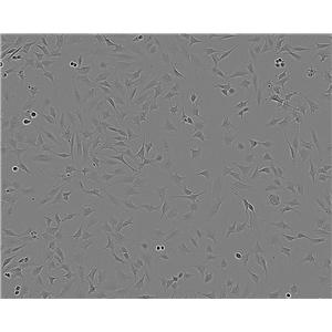 FAK+/+ Adherent小鼠成纤维细胞系