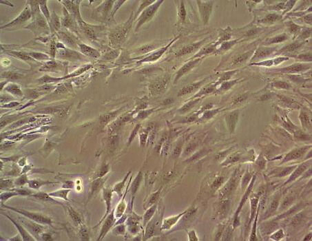 CCD-19Lu Adherent人肺成纤维细胞系,CCD-19Lu Adherent