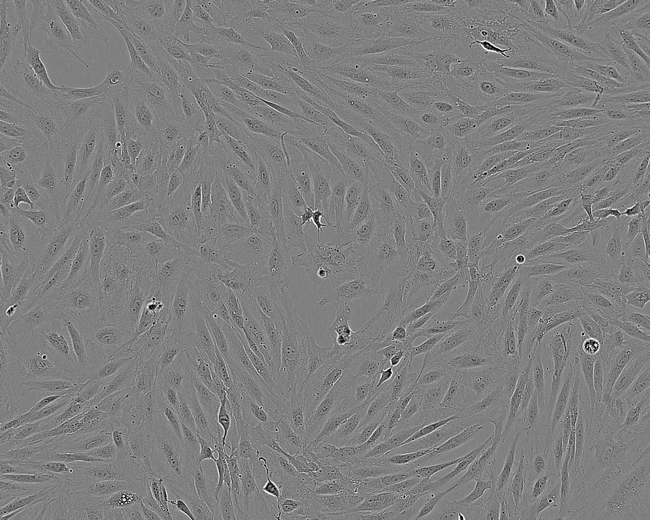 MUS-M1 Adherent小鼠小肠平滑肌细胞系,MUS-M1 Adherent