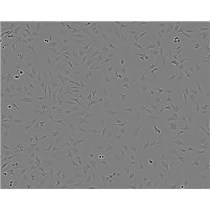 JB6 Cl 30-7b Thawing小鼠表皮细胞系,JB6 Cl 30-7b Thawing