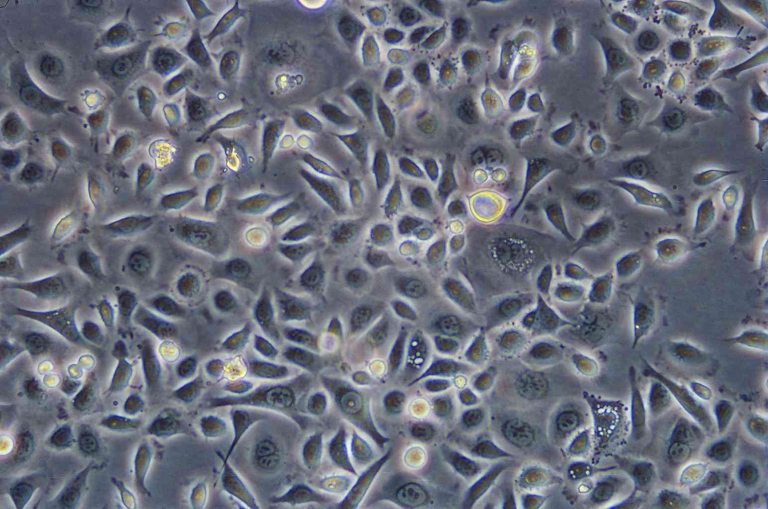 UK Pan-1 epithelioid cells人胰腺导管上皮癌细胞系,UK Pan-1 epithelioid cells