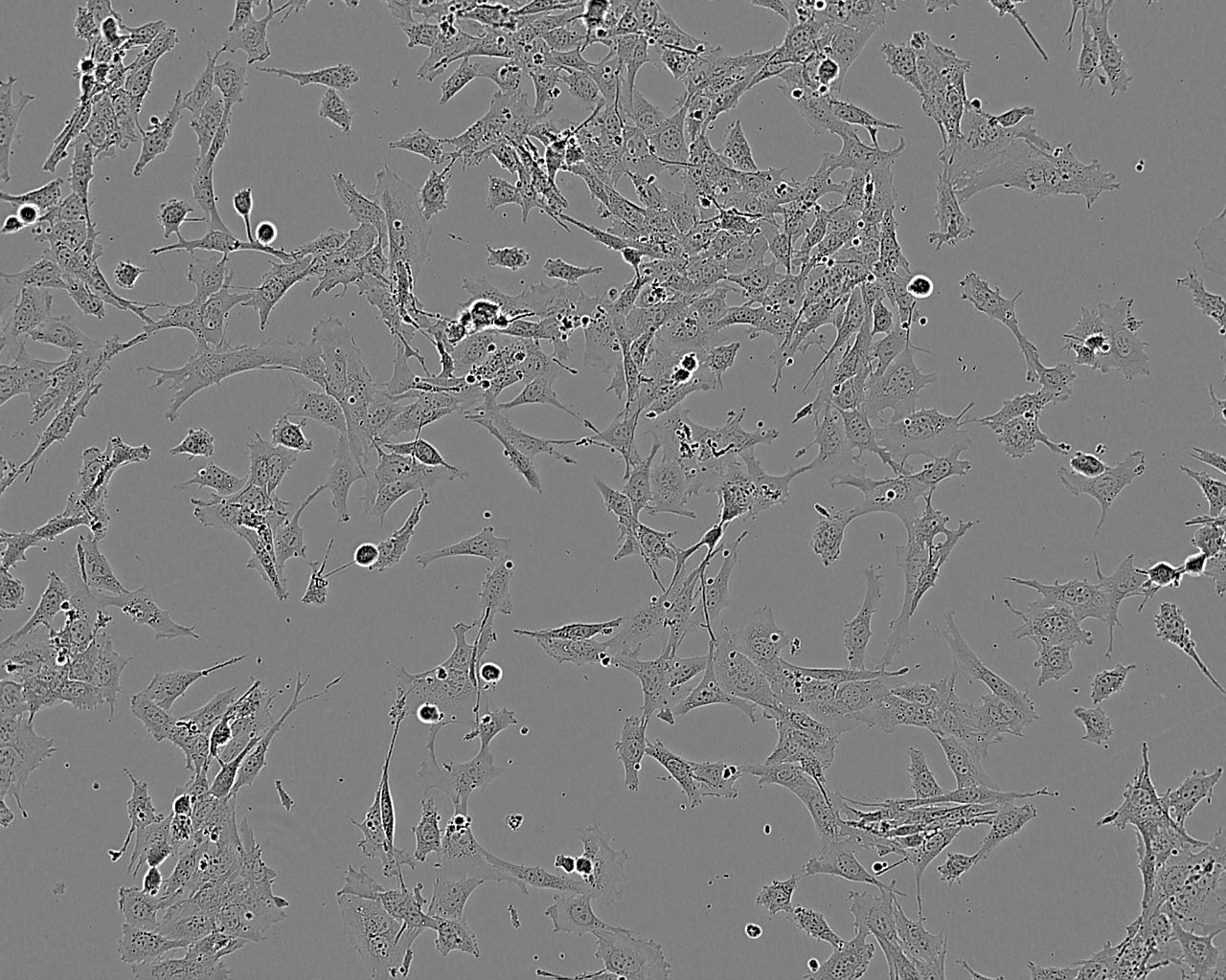 BHK-21 fibroblast cells仓鼠肾成纤维细胞系,BHK-21 fibroblast cells