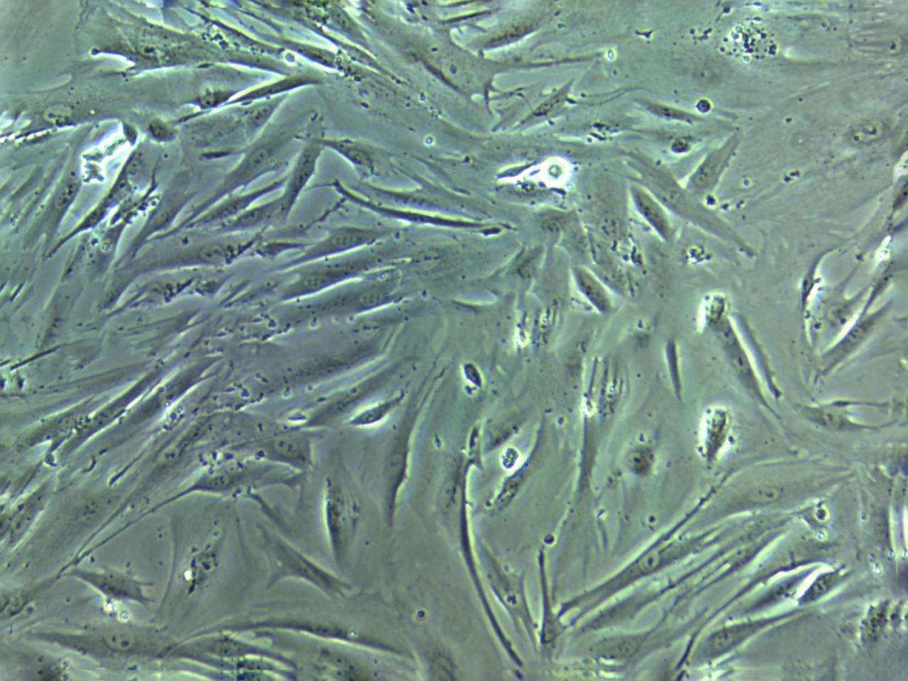 FAK+/+ fibroblast cells小鼠成纖維細胞系,FAK+/+ fibroblast cells