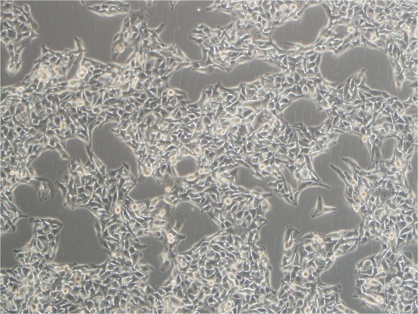 HCC827 cell line人非小细胞肺癌细胞系,HCC827 cell line