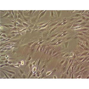 MRC-5 fibroblast cells人胚肺成纤维细胞系