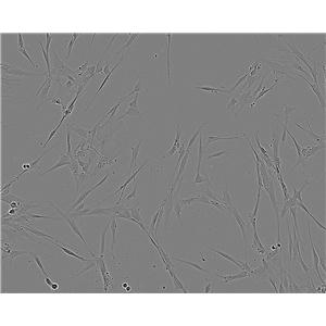 PT-K75 fibroblast cells猪鼻甲黏膜成纤维细胞系