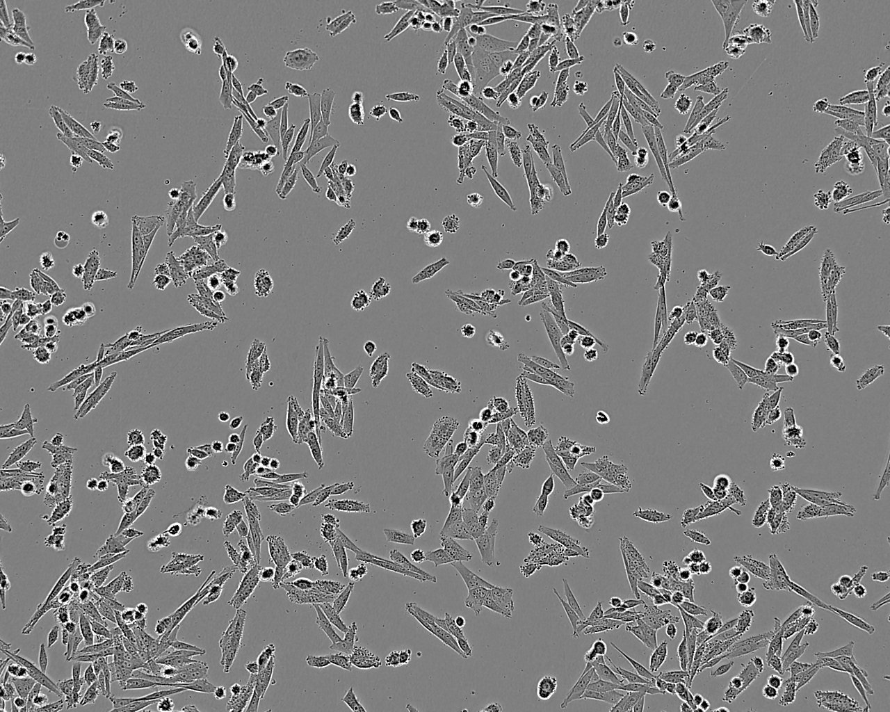 BpRc1 Thawing小鼠肝癌细胞系,BpRc1 Thawing