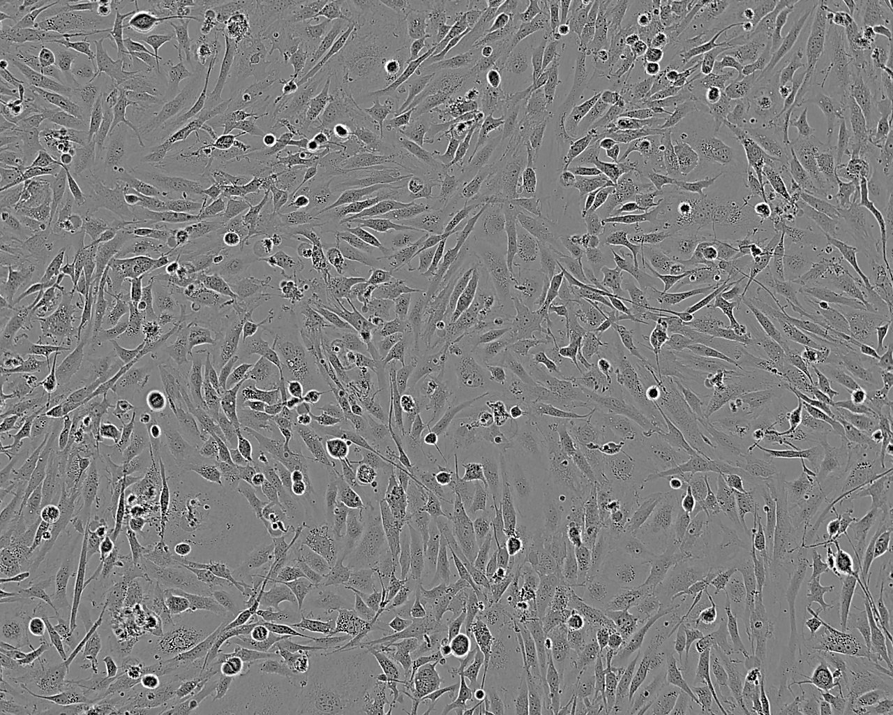 CTX TNA2 Thawing大鼠星形膠質(zhì)細胞系,CTX TNA2 Thawing