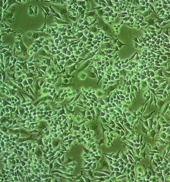 小鼠单核巨噬细胞白血病细胞,RAW264.7