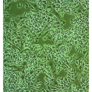 小鼠单核巨噬细胞白血病细胞,RAW264.7