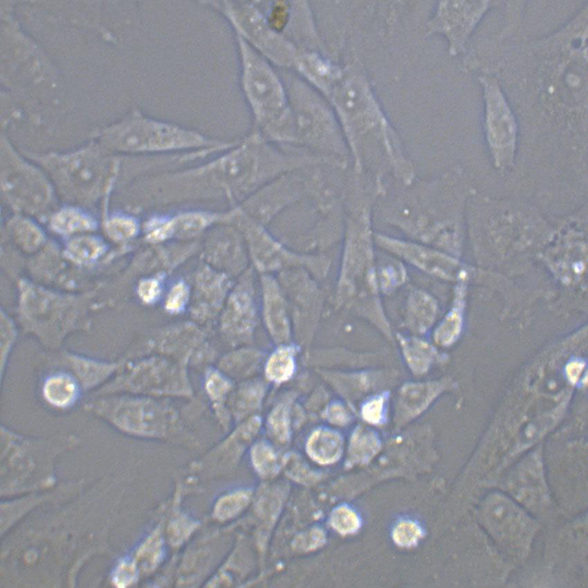 PA12 Thawing小鼠胚胎成纤维细胞系,PA12 Thawing
