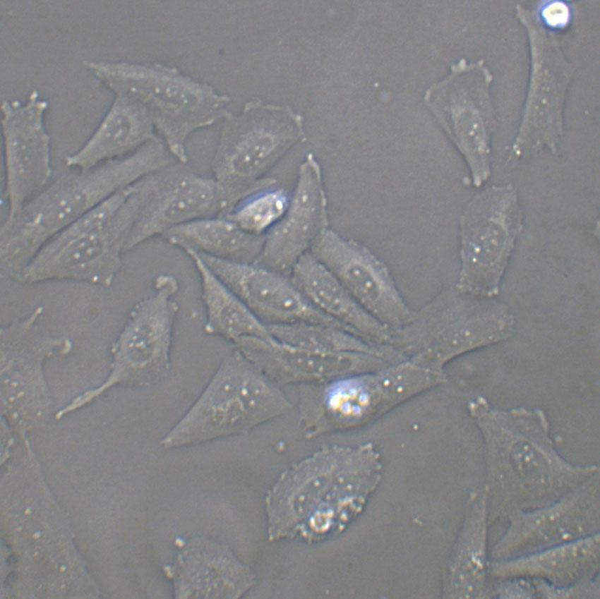 C3H/10T1/2 clone 8 Thawing小鼠胚胎成纤维细胞系,C3H/10T1/2 clone 8 Thawing