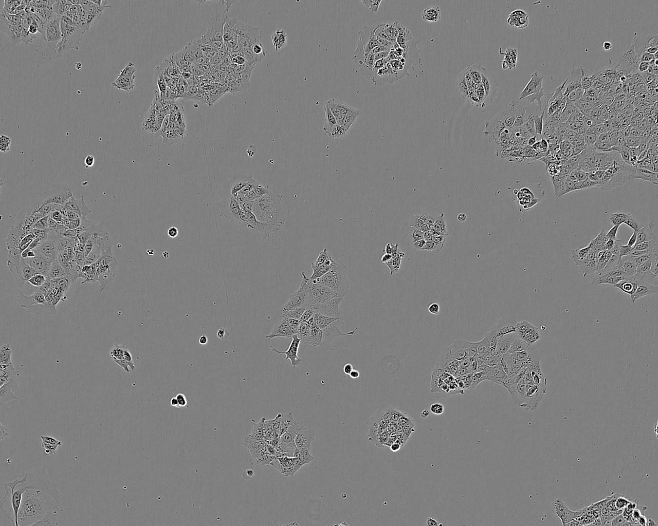 COLO 16 cell line人皮膚鱗癌細(xì)胞系,COLO 16 cell line