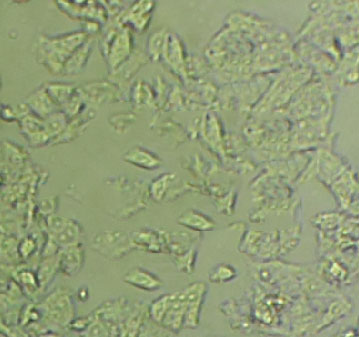 B16-F0 cell line小鼠黑色素瘤细胞系,B16-F0 cell line