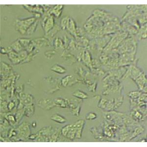 B16-F0 cell line小鼠黑色素瘤细胞系