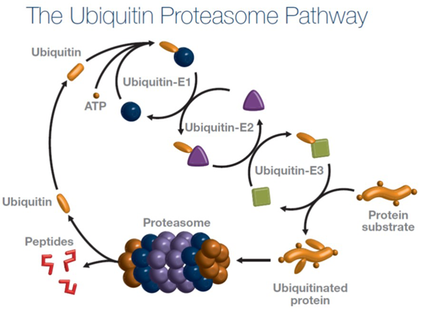 人微管蛋白Tau雞多抗,Chicken polyclonal antibody to human microtubule-associated protein Tau: IgY