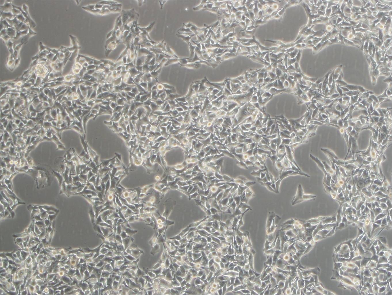 NCI-H1734 cell line人非小细胞肺癌细胞系,NCI-H1734 cell line