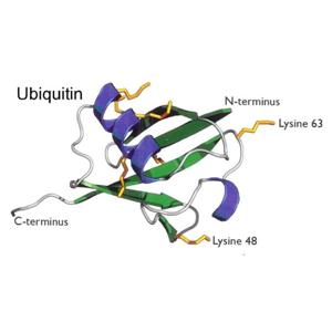鸡多克隆抗体泛素C末端水解酶1