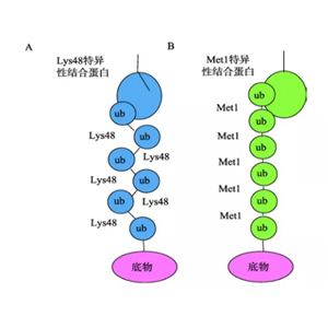 MOAB-2小鼠淀粉样蛋白肽单克隆抗体,MOAB-2 Mouse Monoclonal antibody to Amyloid beta peptide (A beta 40/42), purified