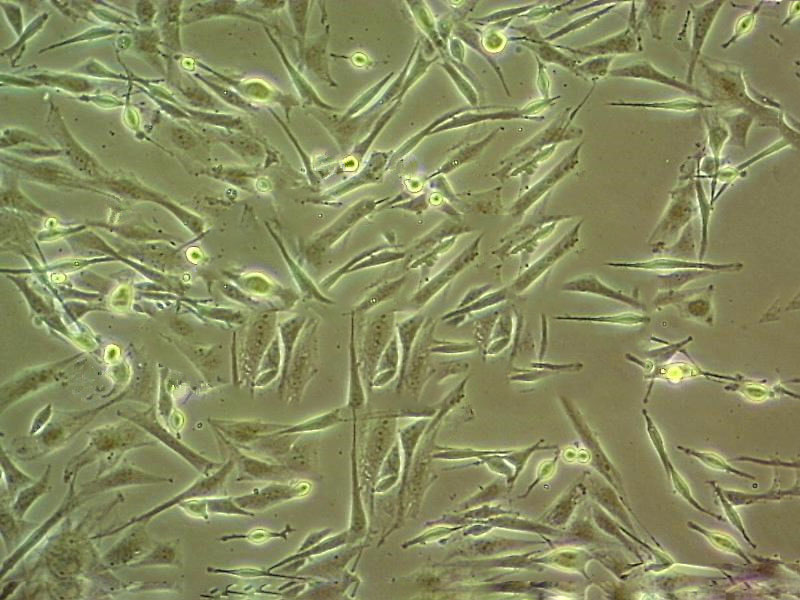 UMNSAH/DF-1 cell line鸡胚胎成纤维细胞系,UMNSAH/DF-1 cell line