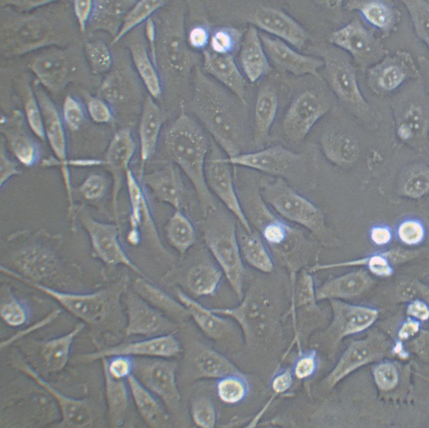 3T6-Swiss albino cell line小鼠胚胎成纤维细胞系,3T6-Swiss albino cell line