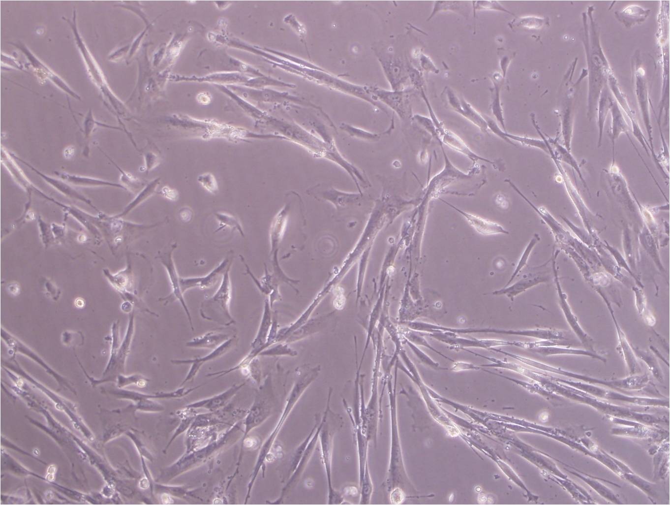 BALB/3T3 clone A31 cell line小鼠胚胎成纤维细胞系,BALB/3T3 clone A31 cell line