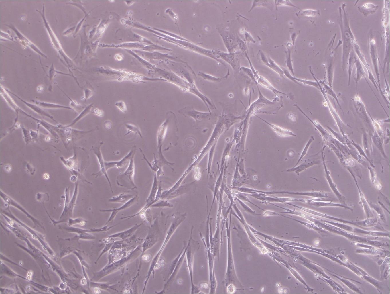 HES [Human embryonic skin fibroblast] cell line人皮膚成纖維細(xì)胞系,HES [Human embryonic skin fibroblast] cell line