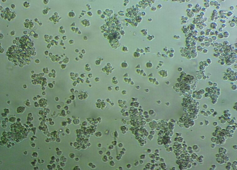 MOLT-4 cell line人急性淋巴母细胞性白血病细胞系,MOLT-4 cell line