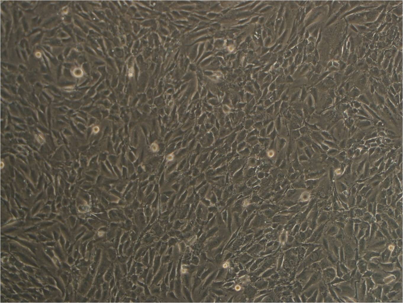 COV434 cell line人卵巢颗粒肿瘤细胞系,COV434 cell line